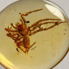 BIG SPIDER in Burmese / Burmite amber fossil / 100% genuine amber picture