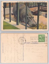 1950 Cleopatra Hippopotamus Swope Park Zoo Kansas City MO Postcard picture