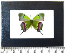 Evenus regalis green red butterfly verso Peru FRAMED picture