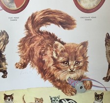 Vtg 60s Cats Breed Vet School Poster Stan Fenelle USA Brown & Bigelow SEE VIDEO picture
