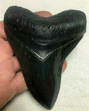VERY NICE NEARLY PERFECT Megalodon replica tooth 5&1/2