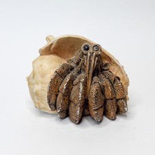 Stone Critter Littles Hermit Crab Figurine 1990 Ocean Trinket picture