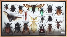 Real Walking Leaf Insect Collection And Mixed Specimens In Wooden Box Display picture