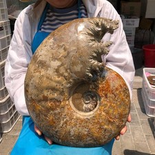 34.43 LB Natural Ammonite Fossil Specimen Home Table Decor Healing Stone 6069 picture