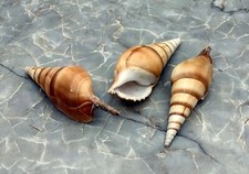 Arabian Tibia Curta Conch Brown Tan Seashell (3 shells approx. 4+ inches) picture