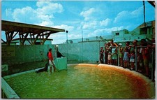 Performing Sea Lions Gulfarium Fort Walton Beach FL Postcard 979 picture