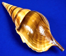 Tibia curta 125.8mm (5'')  Large Tibia Shell Orange pattern Collector specimen picture