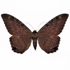 Ascalapha odorata ONE REAL BLACK WITCH MOTH UNMOUNTED WINGS CLOSED TEXAS USA picture