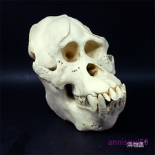 NEW Sumatran Orangutan Resin Skull Specimen Model Figurine Statue 1:1 in Stock picture