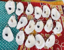 25 Large 3”-4” Cleaned Oyster Shells For Crafts And Decor picture