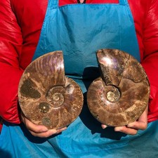 4.11LB 2pc Natural Ammonite Fossil Conch Quartz Crystal Specimen healing decor picture