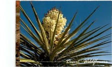 Desert Wildflowers, Jimsonweed, Datura inoxia, Michael Collier, Postcard picture