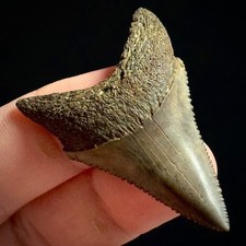 Great White Shark Tooth 1.85