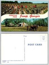Greetings from Jesup Georgia Large Letter Tobacco Plowing Parlin Color Postcard picture