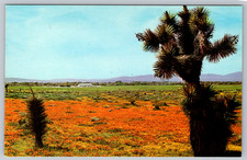 c1970s High Desert wildflowers golden poppies Joshua tree California Postcard picture