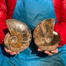 2pc 4.2LB Natural Large Beautiful Ammonite Fossil Conch Specimen Healing picture