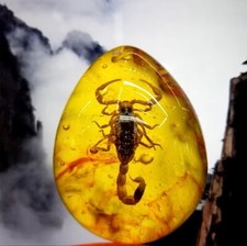 Scorpion Polybern (Amber) Variety with Inclusion Scorpion 250 Million BC picture
