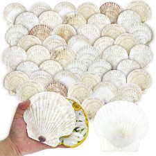 50PCS Scallop Shells for Crafts Large 4''-5'' White Beach Natural Shells Bulk picture