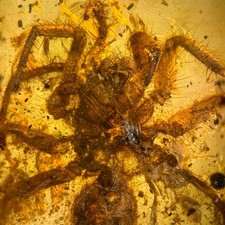 BIG SPIDER in Burmese / Burmite amber fossil / 100% genuine amber picture
