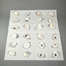 Oyster Shells Lot of 50 PCS Cleaned 2.5”-4+” for Crafts Decor Wedding Place Card picture