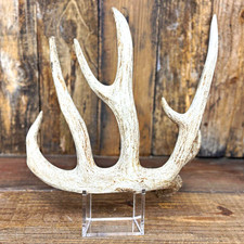 Big typical frame. Cut base but still in great condition picture