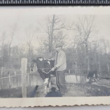 Farmer Man Smoking Cigarette with Cow Bull Farm Snapshot 1940s Vintage Photo picture