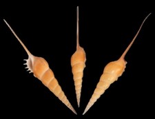 Tibia Fusus Shells measuring 7 to 9