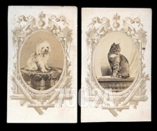 1860s CDV Photo Set Cute Cat & Dog Siblings Antique, 1800s picture