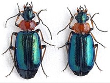 Carabidae Lebiini Lebia cyanocephala Kazakhstan picture