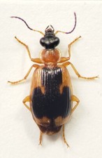 Ground Beetle: Lebia analis (Carabidae) USA Coleoptera Insect picture