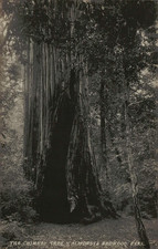 Antique Chimney Tree Giant Redwood California Redwood Park RPPC Postcard picture