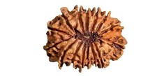 14 Mukhi Rudraksha Original Certified 14 Face Rudraksha FROM Nepal picture