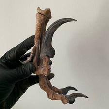 Velociraptor Replica Paw Claw Dinosaur Raptor Fossil picture
