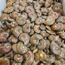 2.2LB Natural Rainbow Ammonite Fossil Conch quartz Crystal Specimen Healing picture
