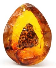 Amber (Polybern) Variety with Inclusion Butterfly 140 Million BC picture