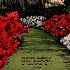 * VTG Postcard Linen Orton Plantation Flowers Gardens Wilmington NC Collectible picture