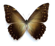 Morphidae Morpho hercules MALE from Brazil - #4315 picture