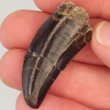 c.f. Carcharodontosaurus 0.00