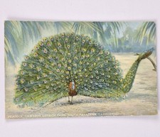 Peacock, Cawston Ostrich Farm, South Pasadena, California c1910 Vtg Postcard picture