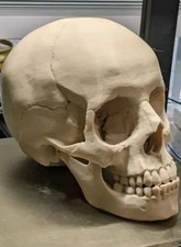 bone color Skull - Anatomical Human Skull 3d Printed. To scale picture