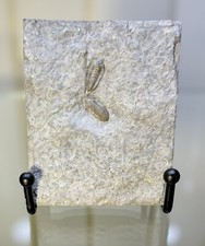 TWO RARE Breviphillipsia Sampsoni Trilobite ~ Missouri ~ Mississippian Period picture