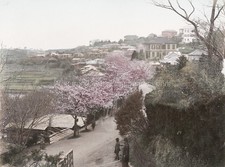 Yokohama Bluff Japan Cherry Blossom Landscape Village Houses Vtg. Photo 19thC. picture