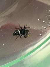 💜 Regal Jumping Spider I-4 Sling. Gender unknown. #2 picture