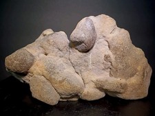 2.9lb Sandstone Concretion Cluster • High Ridge MO • Natural Sedimentary Rock picture
