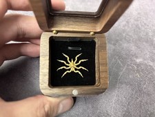 Very Rare Pycnogonum Sps Deep Sea Sea Spider Taxidermy/Dried SpecimenCollection picture
