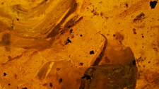 Special price very rare reptile skin inclusion burmite amber picture