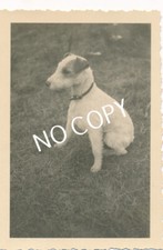 Original Photo WK II Wehrmacht Mascot Luftwaffe Troops Dog France H1.75 picture