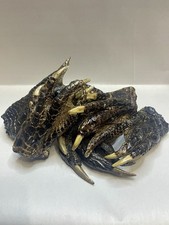Lot Of 5 Large American Alligator Feet 4-6” Louisiana picture