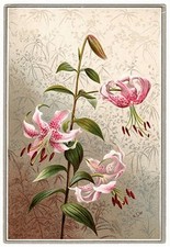 Pink Stargazer Flowers Victorian Album Card picture