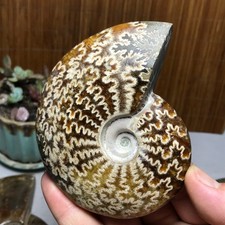3Pcs Natural Ammonite Shell Jurrassic Crystal Specimen Madagascar 1.03kg A7003 picture